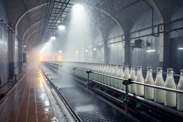 Milk glass bottles on conveyor under water spray tunnel for pasteurization washing process
